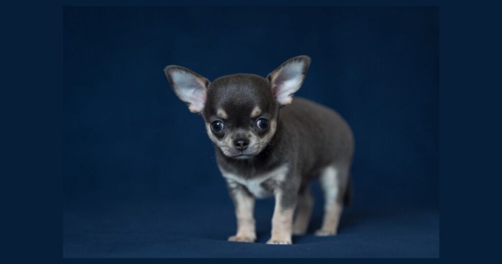 applehead blue Chihuahua