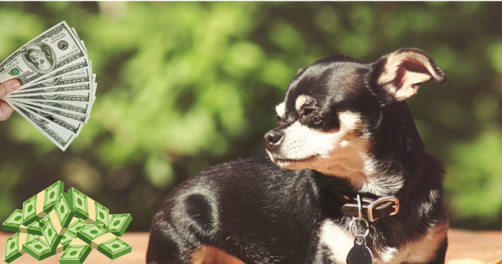 BlueTeacup Chihuahua