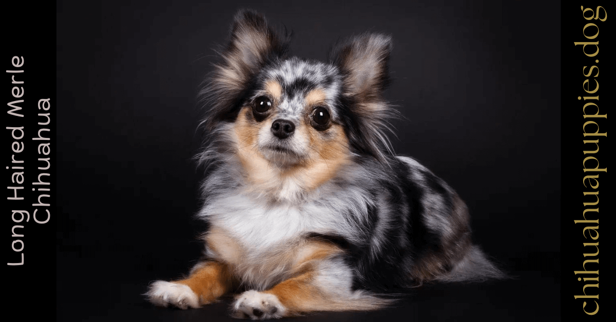 Long Haired Merle Chihuahua