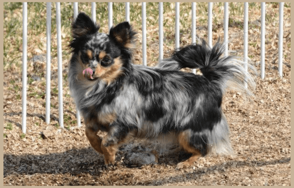 Long haired merle Chihuahua