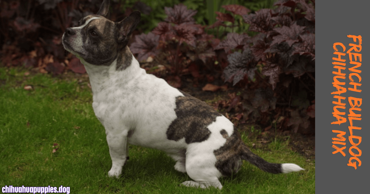 French Bulldog Chihuahua mix