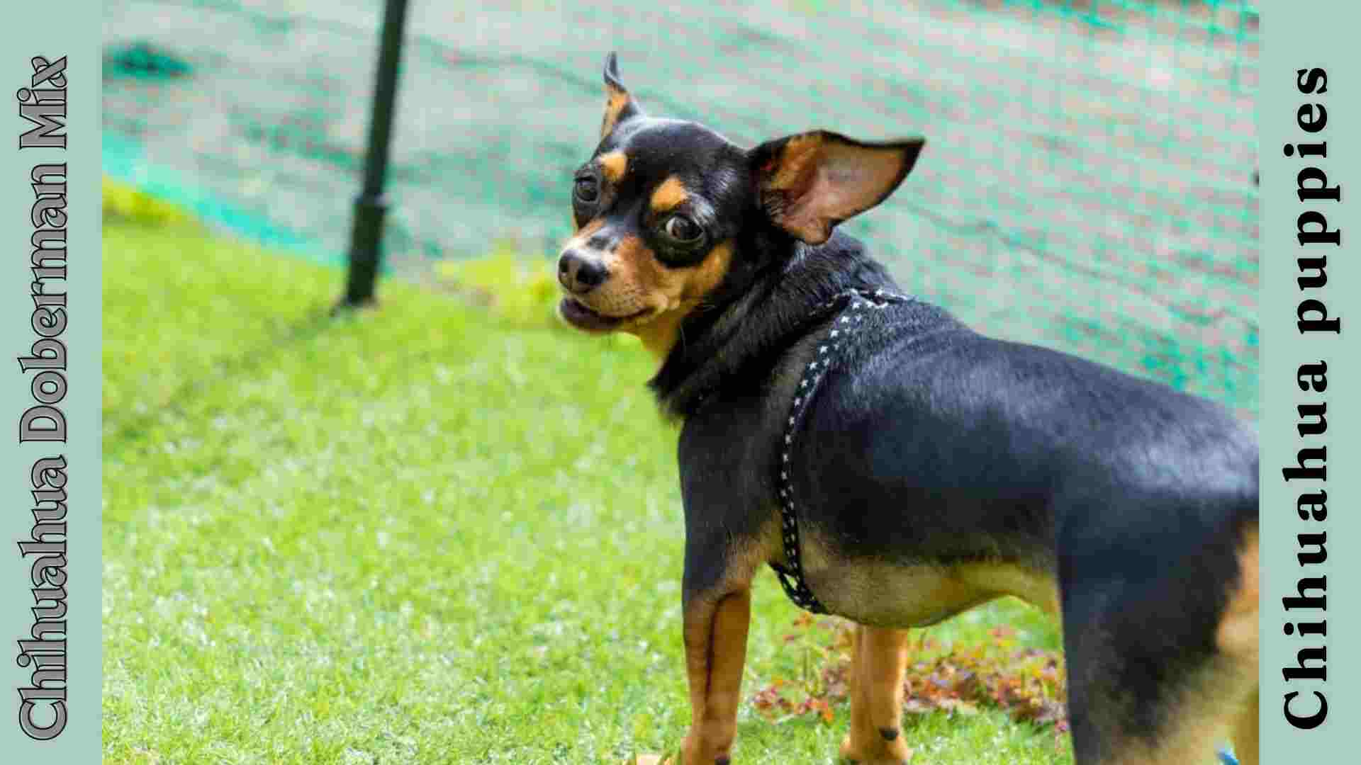 Chihuahua Doberman Mix