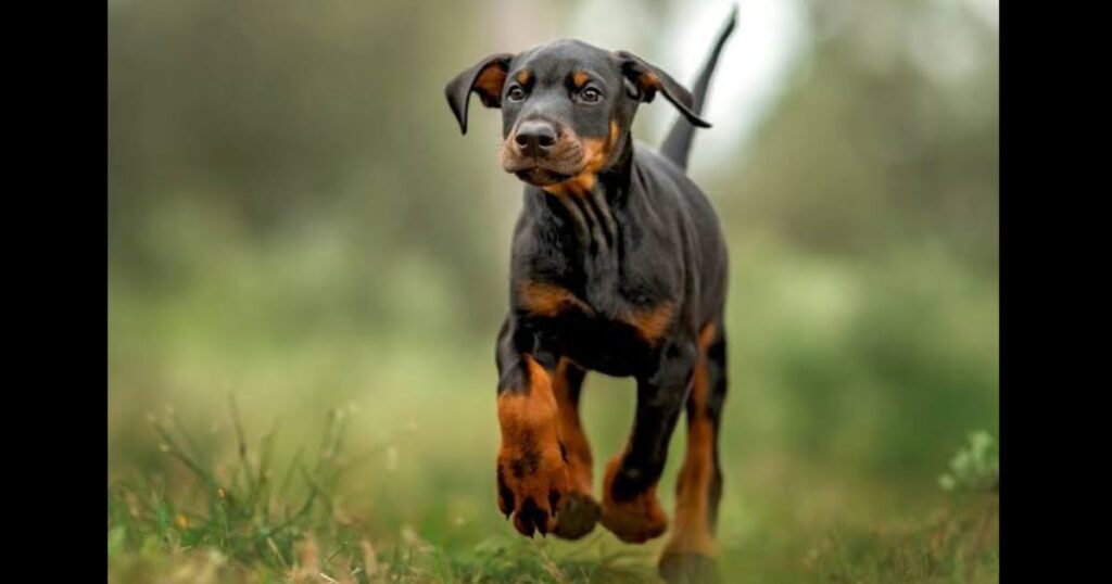 Chihuahua Doberman Mix