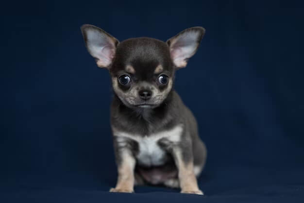 BlueTeacup Chihuahua