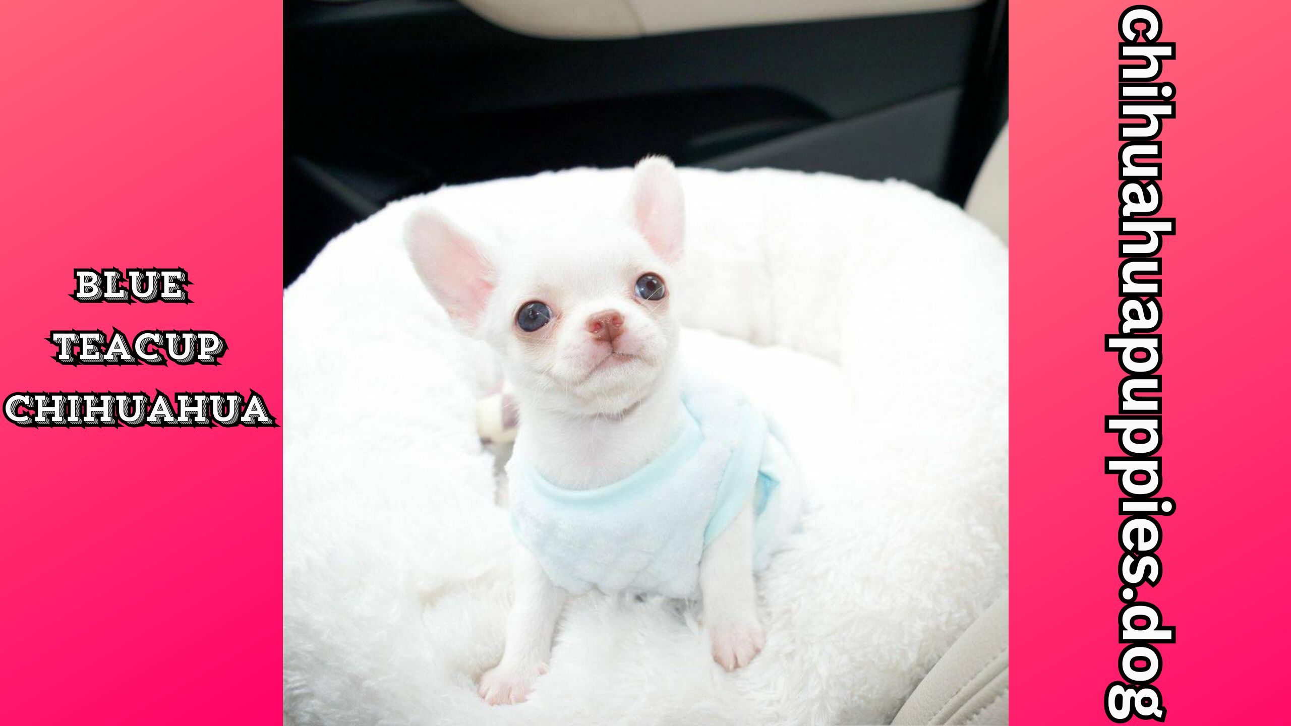 Blue teacup chihuahua