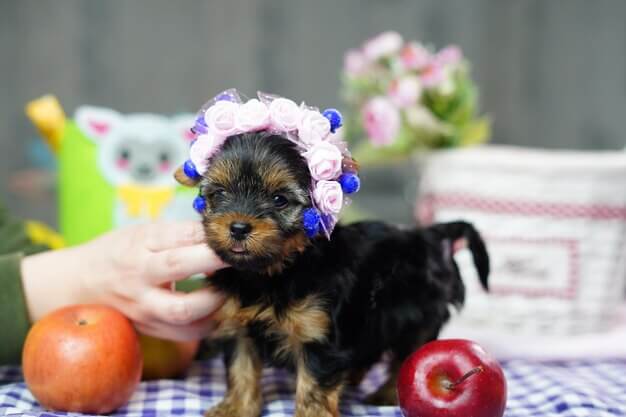 BlueTeacup Chihuahua