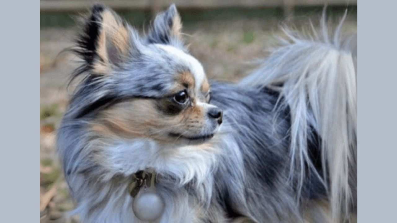 Long Haired Merle Chihuahua