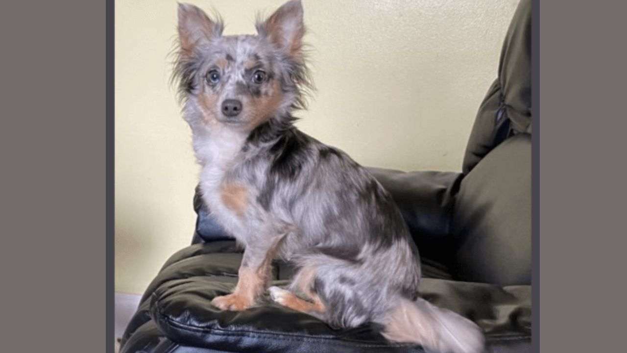 long haired merle chihuahua