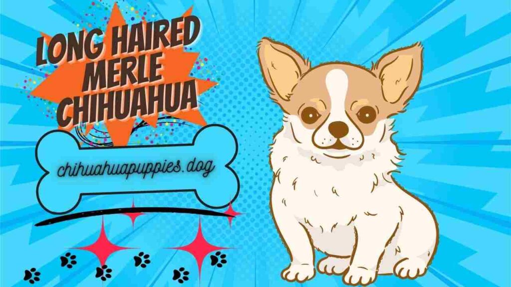 Long Haired Merle Chihuahua