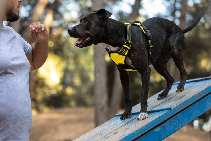 Chihuahua Great Dane mix