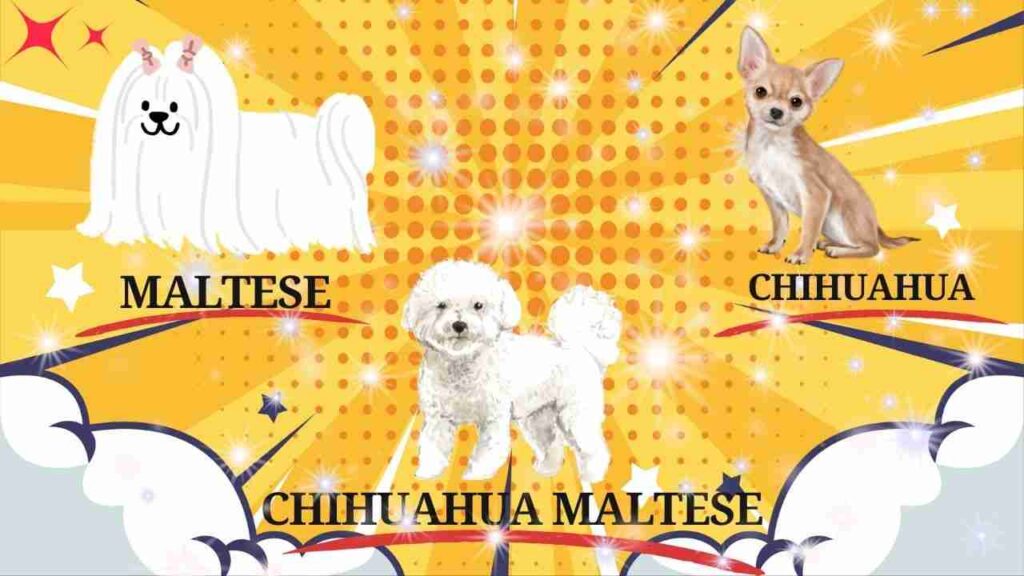 Chihuahua Maltese