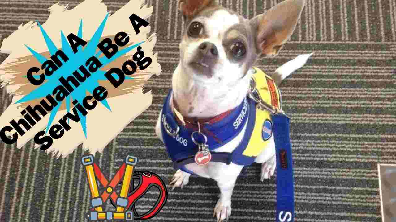 Can A Chihuahua Be A Service Dog