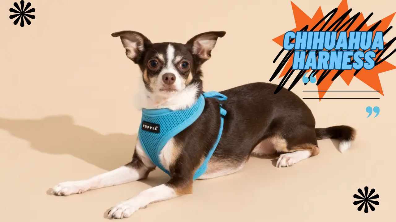 Chihuahua Harness