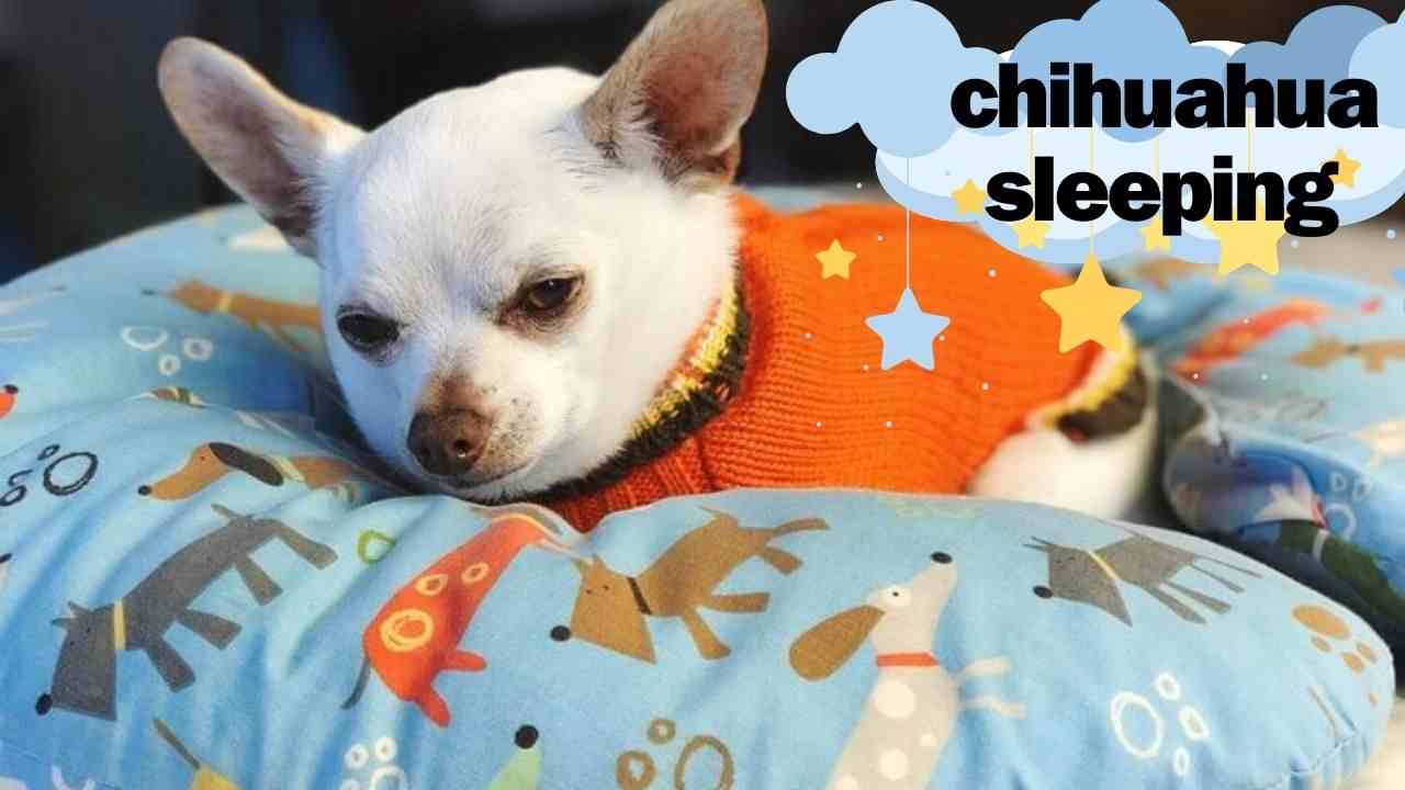 Chihuahua Sleeping