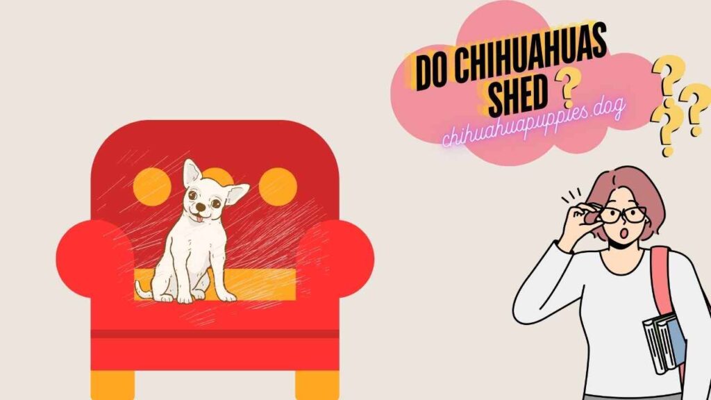 Do Chihuahuas Shed