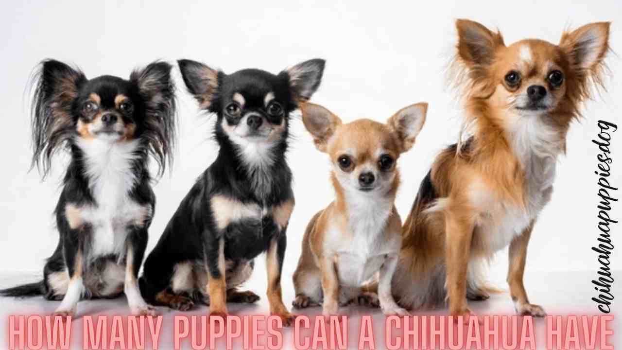 How Many Puppies Can A Chihuahua Have