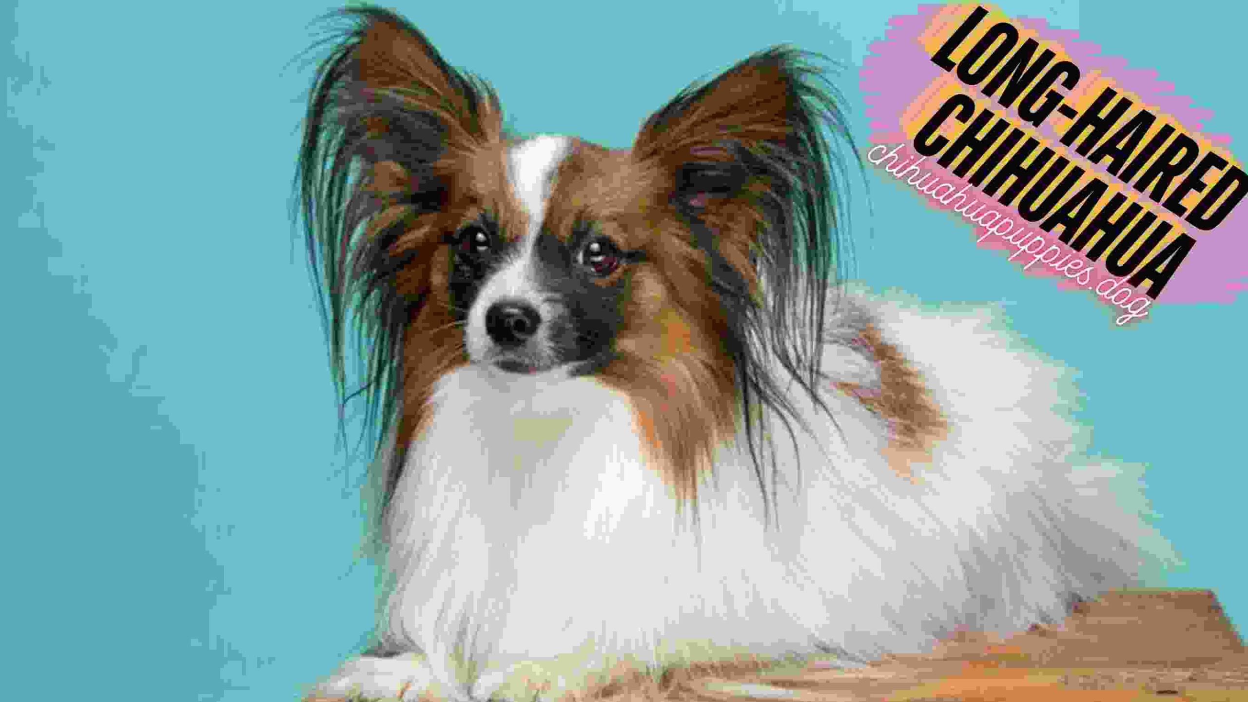 Long-Haired Chihuahua