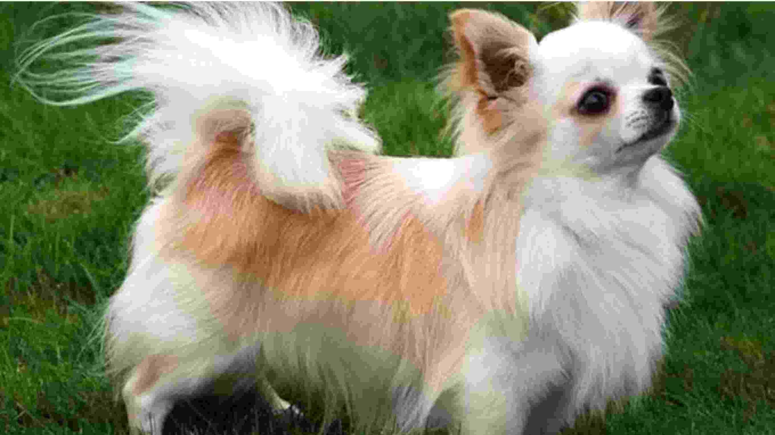 Long-Haired Chihuahua