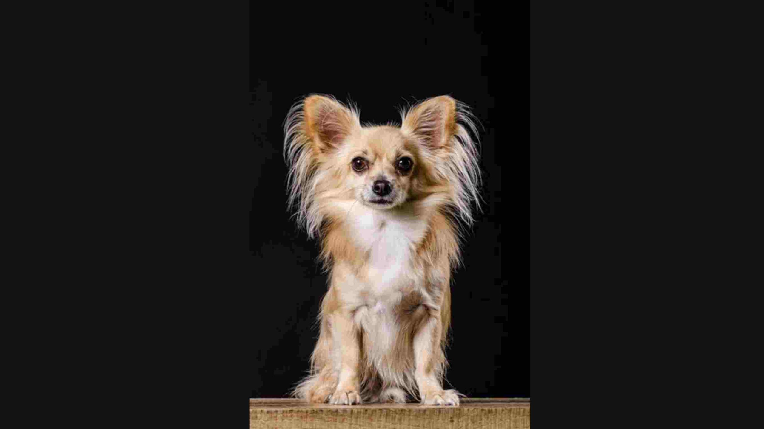 Long-Haired Chihuahua