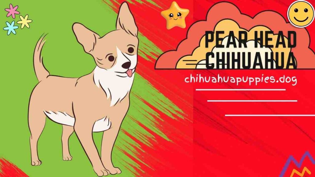 Pear Head Chihuahua