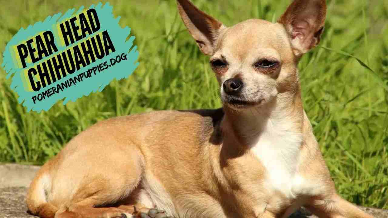 Pear Head Chihuahua