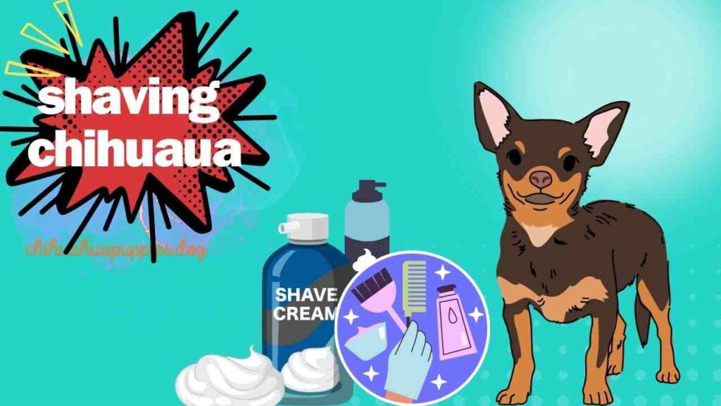 shaving chihuahua