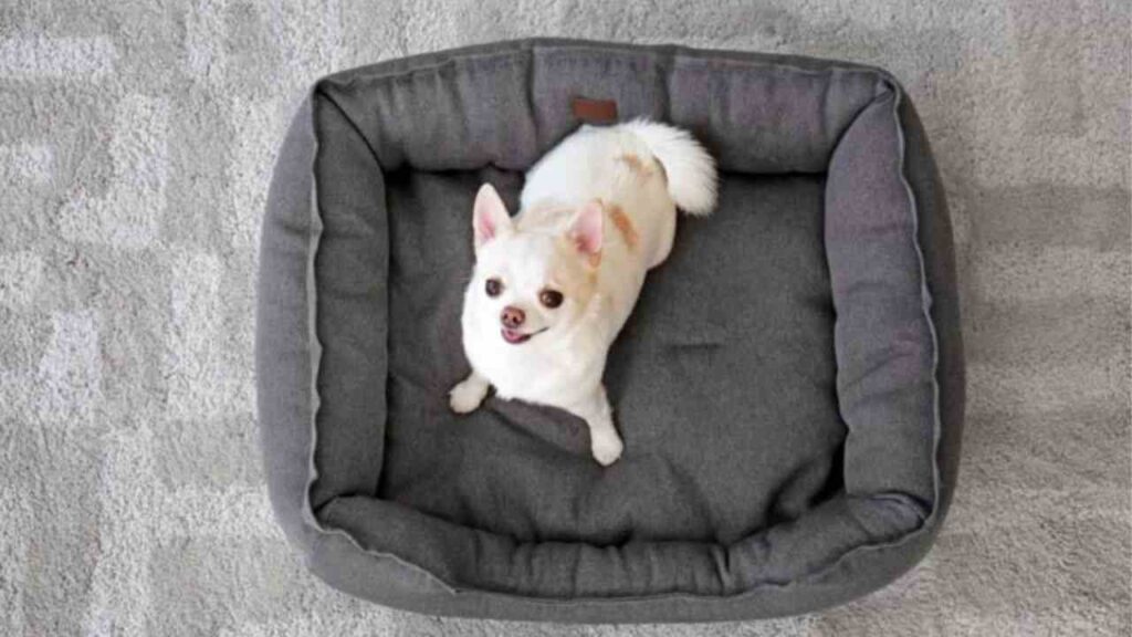 Why Do Chihuahuas Burrow