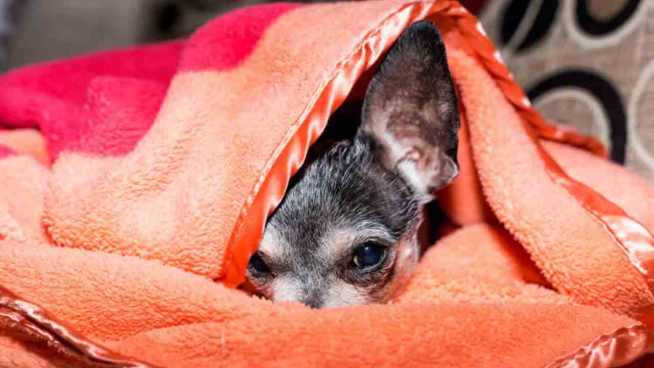 Why Do Chihuahuas Burrow