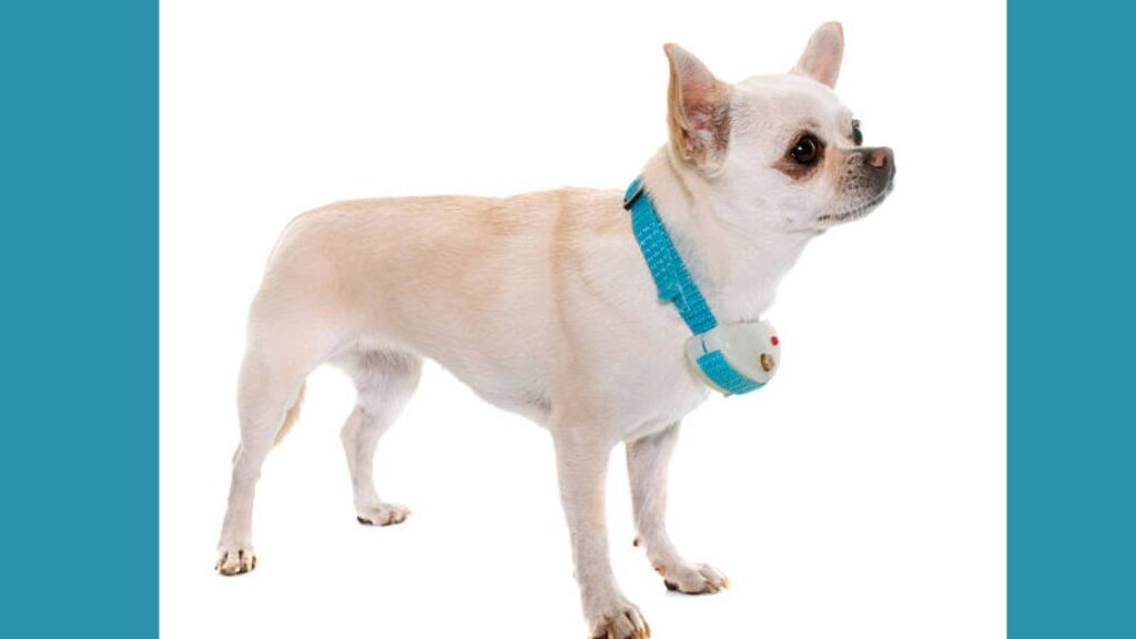 Chihuahua Collars 