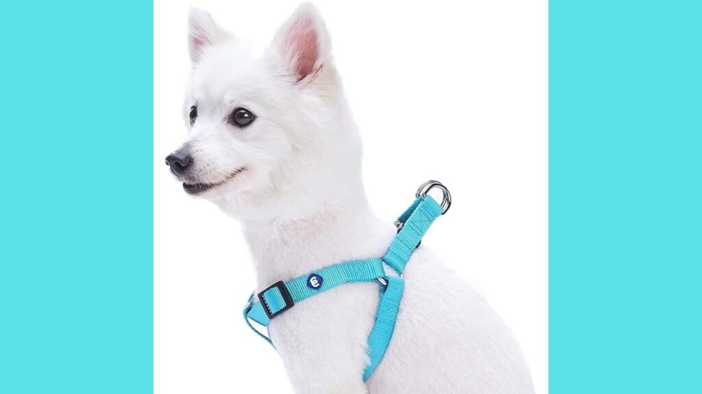 Chihuahua Collars 