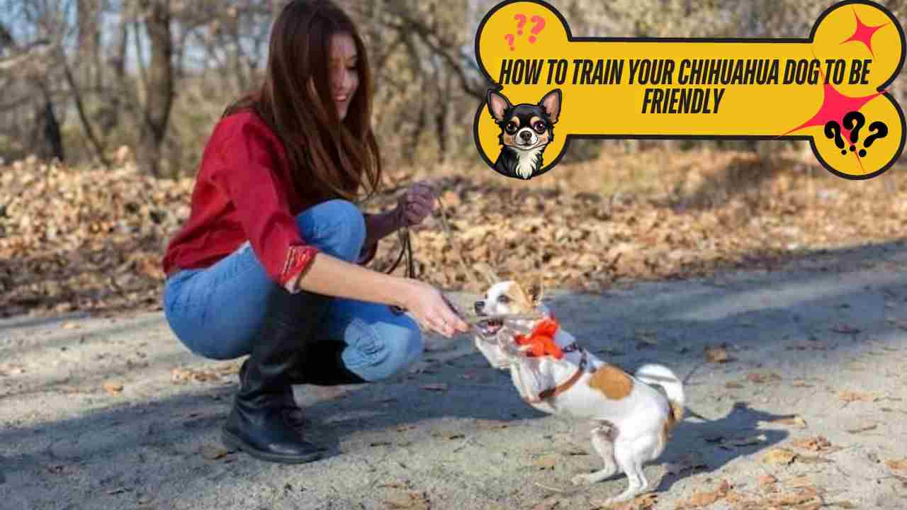 How to Train Your Chihuahua Dog to Be Friendly