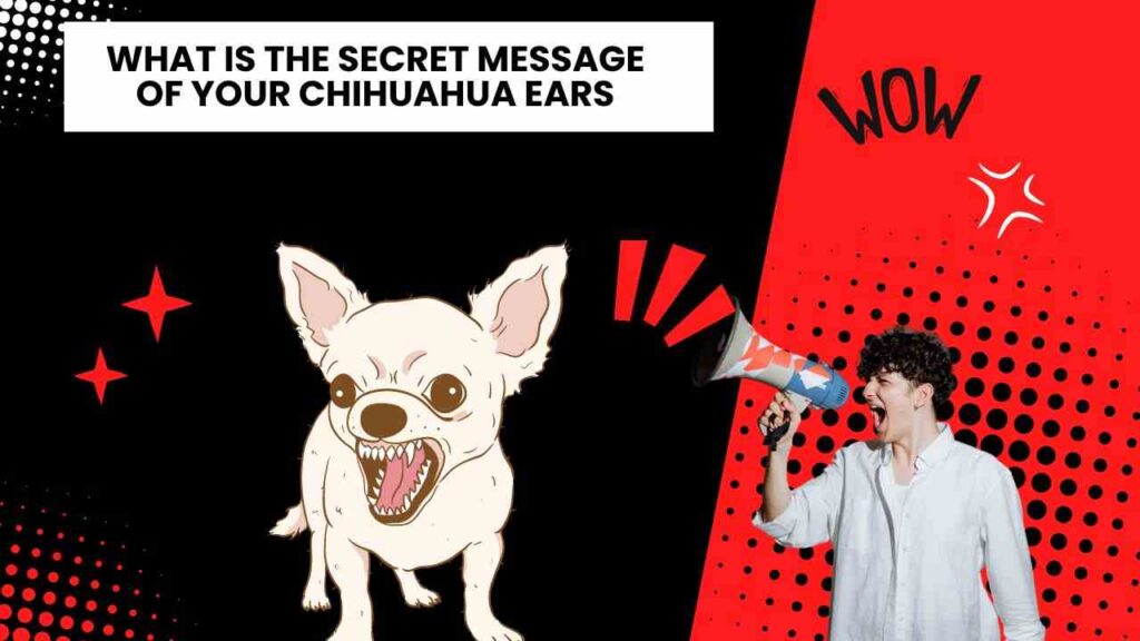 What is the Secret Message of Your Chihuahua Ears