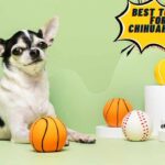 Best Toys For Chihuahuas