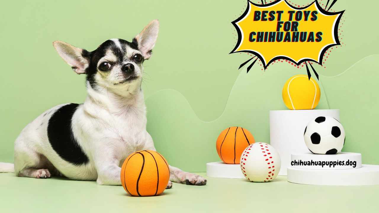 Best Toys For Chihuahuas