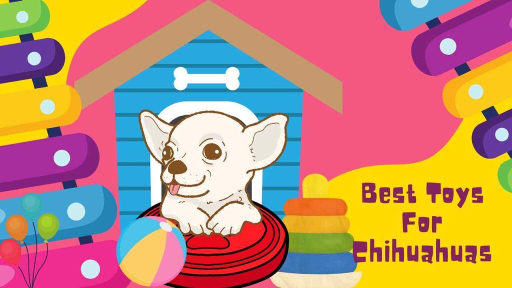 Best Toys For Chihuahuas