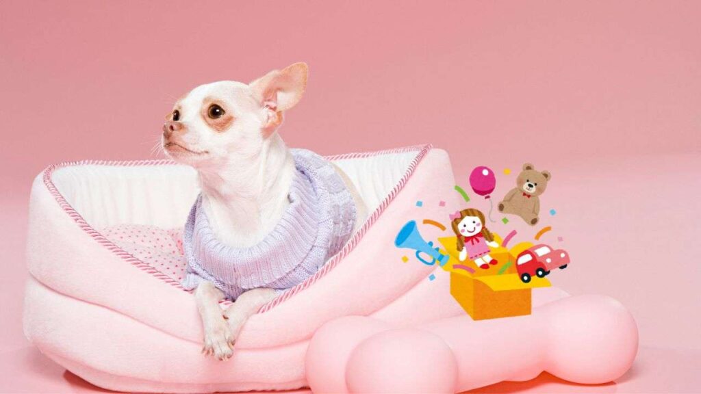 Best Toys For Chihuahuas