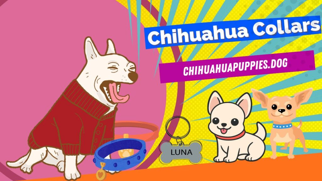 Chihuahua Collars