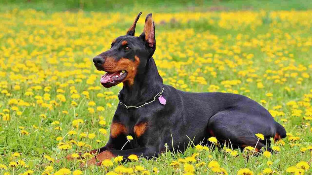 Chihuahua Doberman Mix