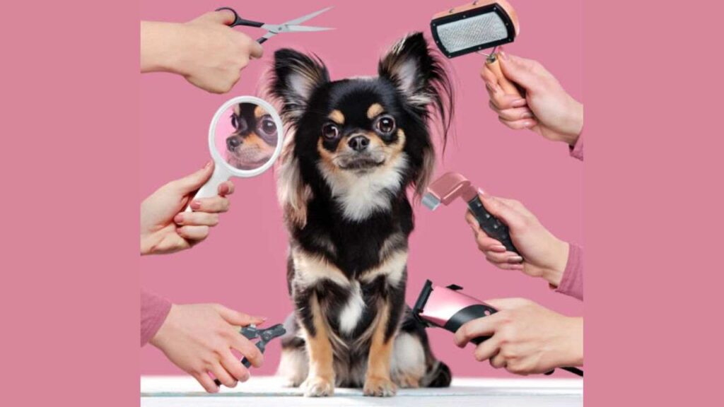 Chihuahua Haircuts Styles