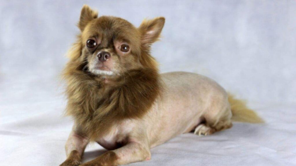 Chihuahua Haircuts Styles