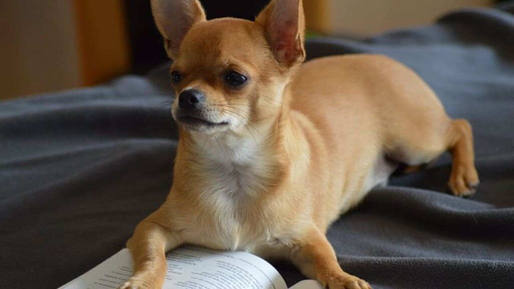 Chihuahua Haircuts Styles