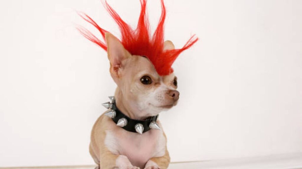 Chihuahua Haircuts Styles