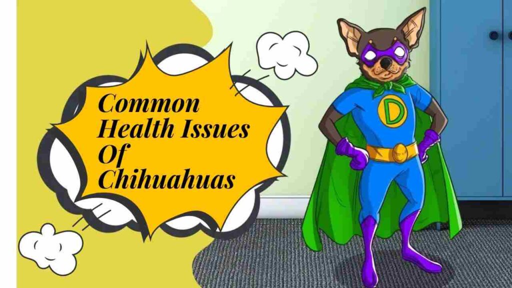 Common Health Issues Of Chihuahuas