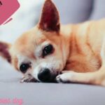 Common Health Issues Of Chihuahuas