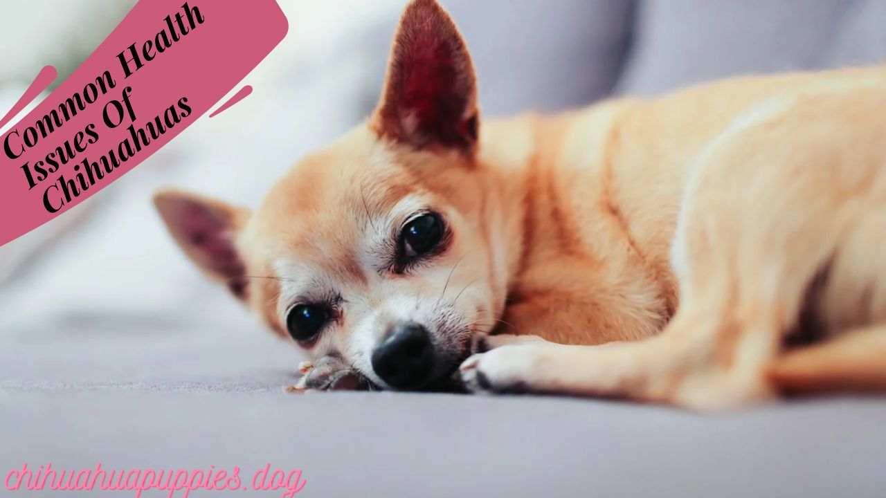 Common Health Issues Of Chihuahuas