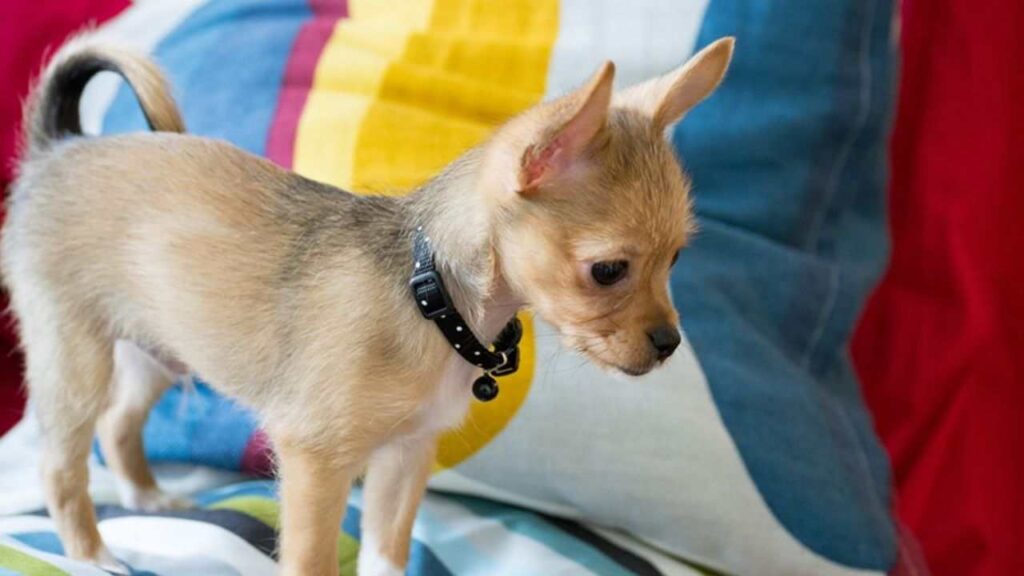 Common Health Issues Of Chihuahuas