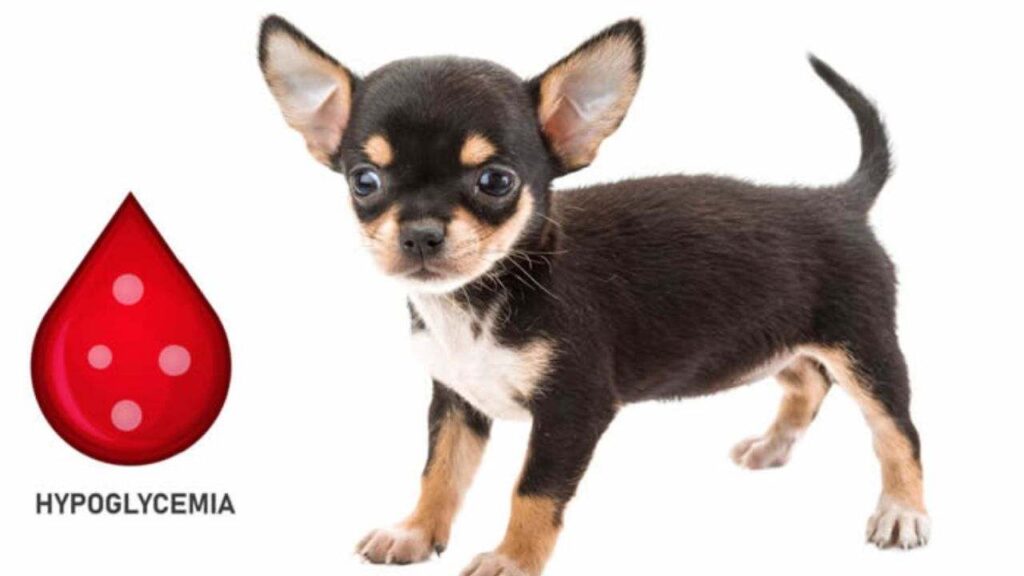 Common Health Issues Of Chihuahuas