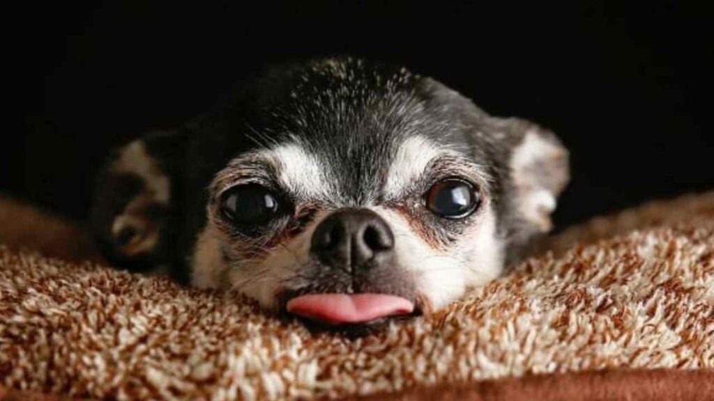 Common Health Issues Of Chihuahuas