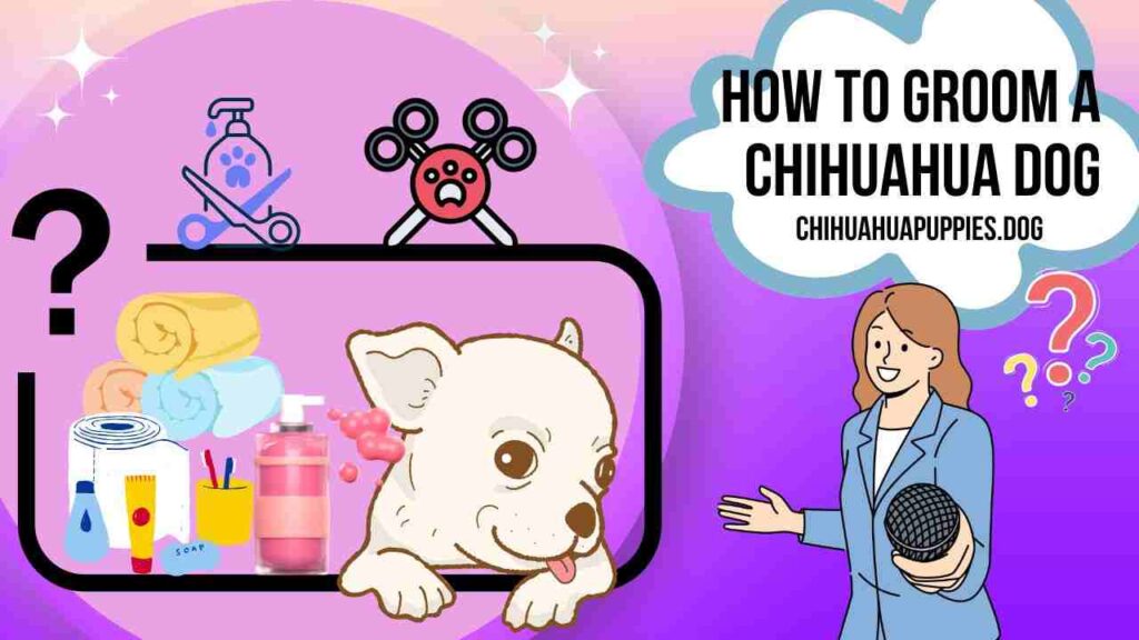 How to Groom a Chihuahua Dog