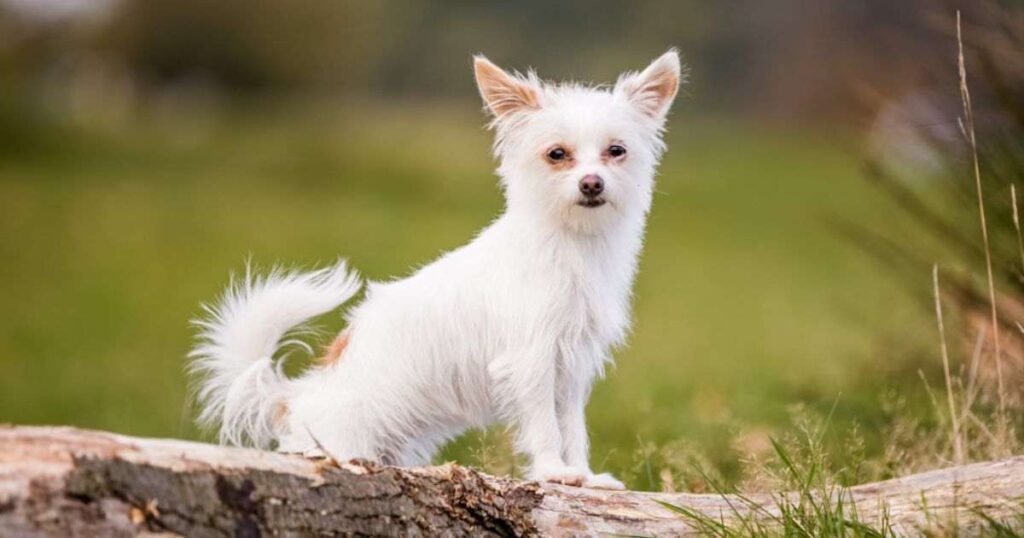 Terrier Chihuahua Mix